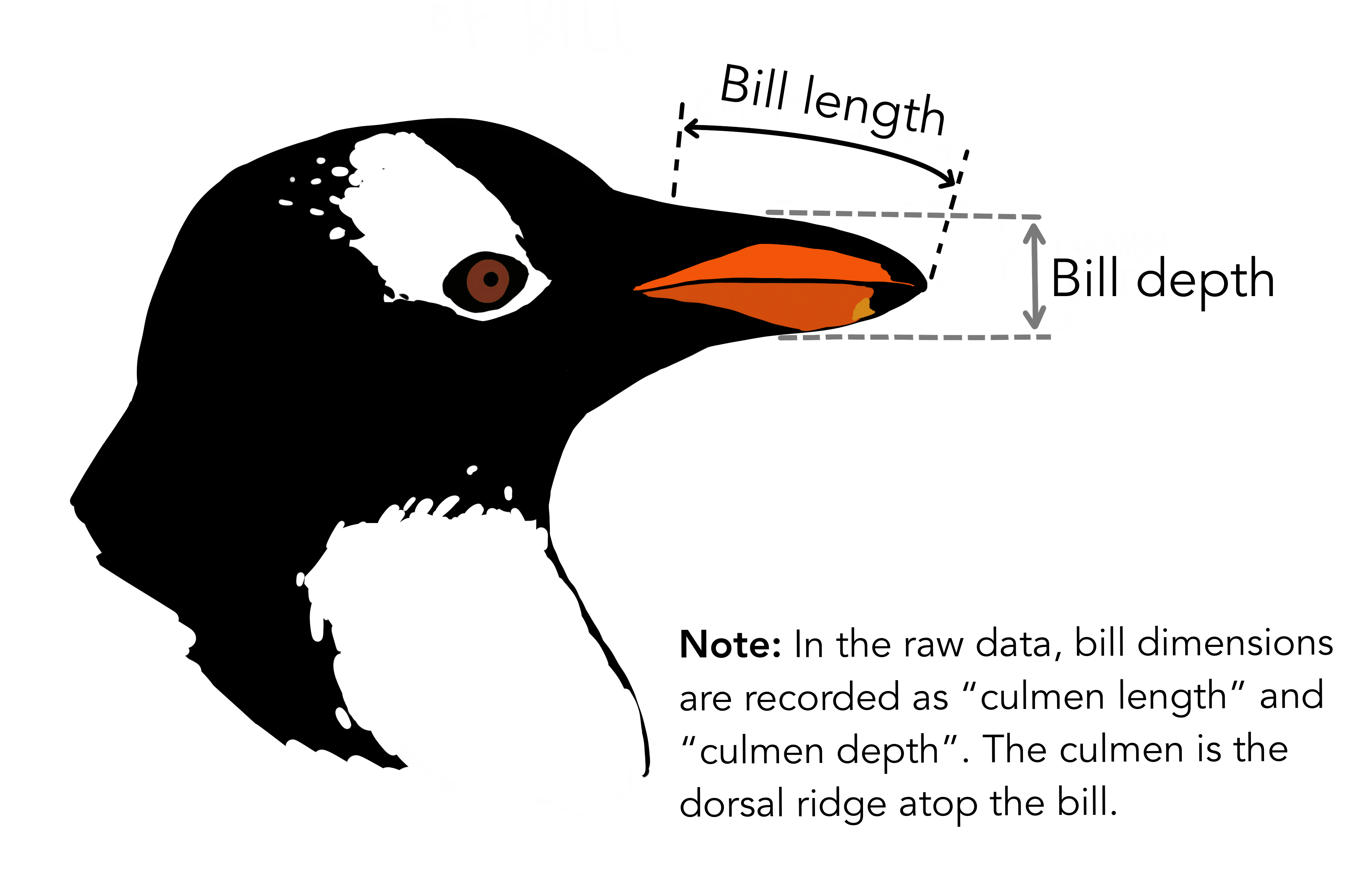 Culmen Depth Illustration of how the beak dimensions were measured. In the raw data, bill dimensions are recorded as "culmen length" and "culmen depth". The culmen is the dorsal ridge atop the bill.